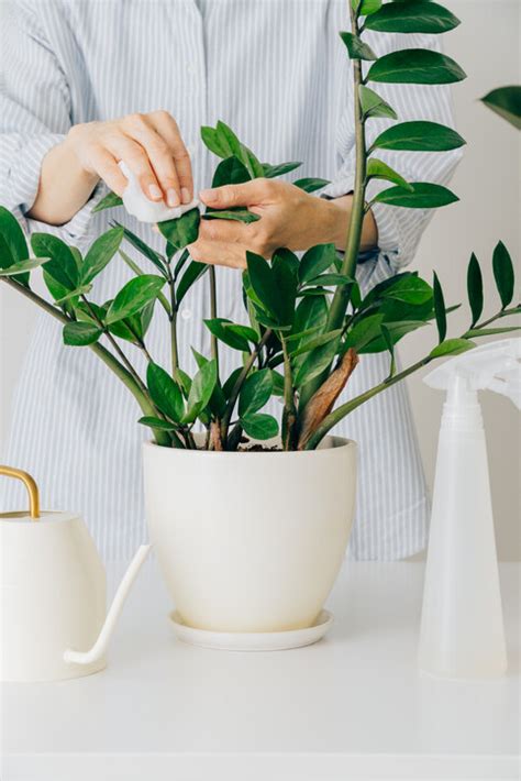 室內風水植物|風水植物｜不只富貴竹！7款招財/招桃花植物推介+不可不知風水 